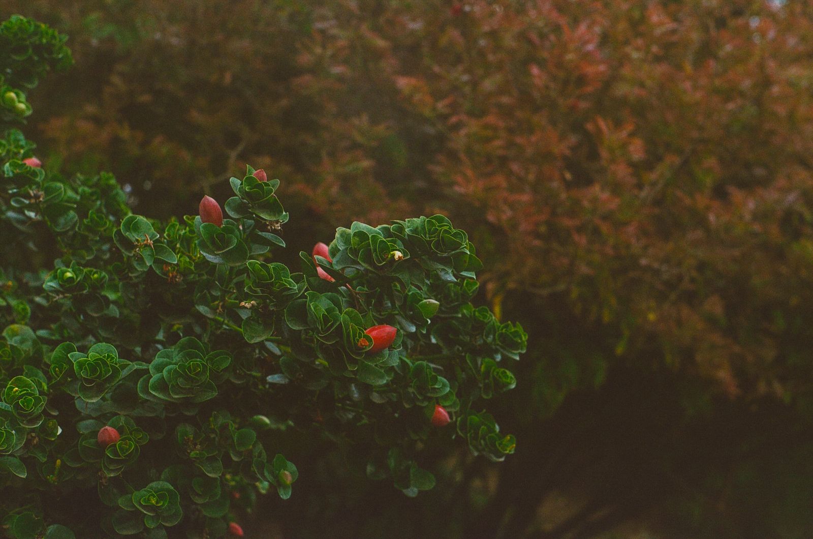 Header banner